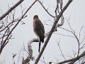 Cooper's Hawk